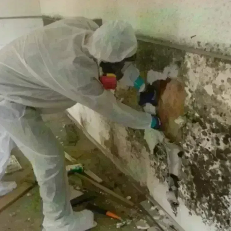 Mold Remediation and Removal in Hunter, OH